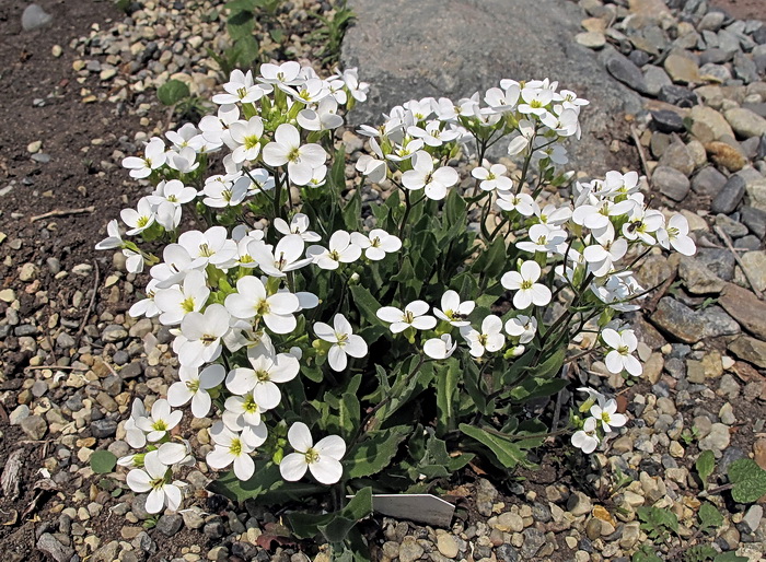 Image of familia Brassicaceae specimen.