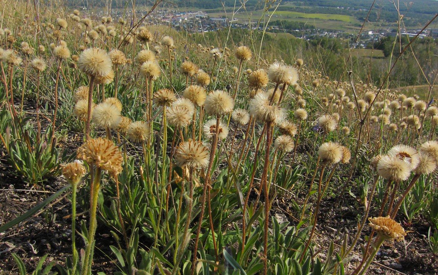 Image of Aster alpinus specimen.