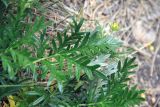 Potentilla multifida