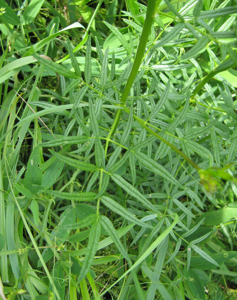 Image of Thalictrum lucidum specimen.