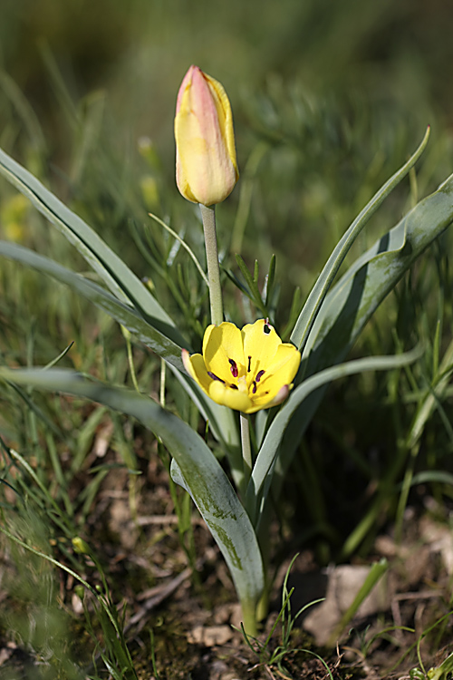 Изображение особи Tulipa lemmersii.