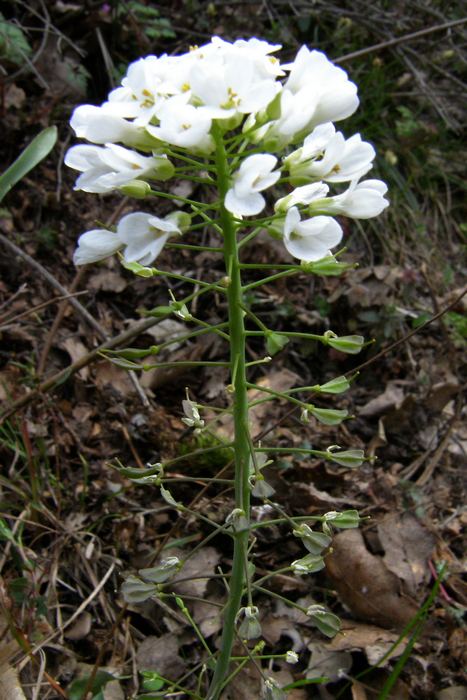 Image of Noccaea macrantha specimen.