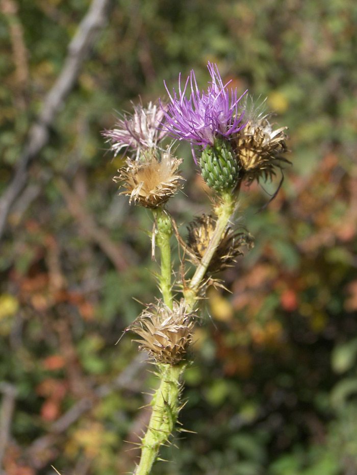 Image of Cirsium aduncum specimen.