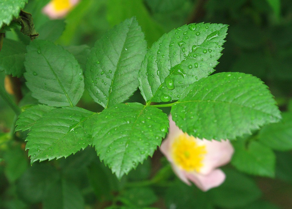 Image of genus Rosa specimen.