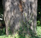Cedrus deodara. Основание ствола взрослого дерева. Германия, г. Krefeld, ботанический сад. 16.09.2012.