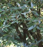 Viburnum × pragense. Часть кроны старого растения. Германия, г. Krefeld, ботанический сад. 16.09.2012.