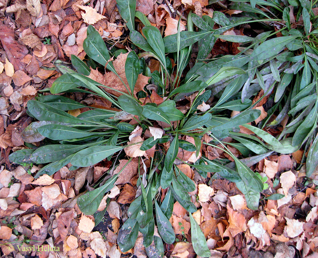 Image of Coreopsis grandiflora specimen.