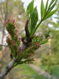 Fraxinus pennsylvanica