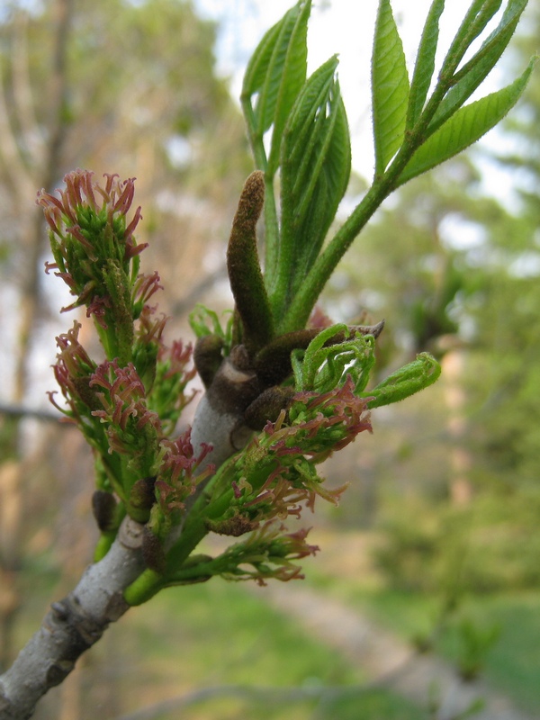 Image of Fraxinus pennsylvanica specimen.