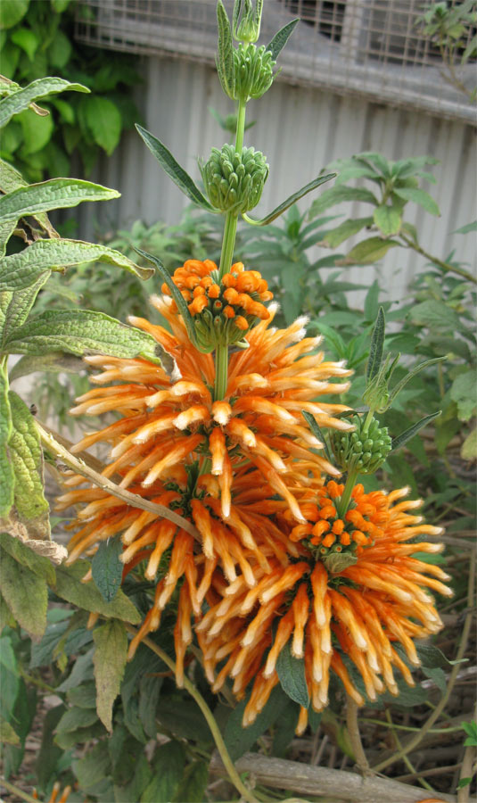 Изображение особи Leonotis leonurus.