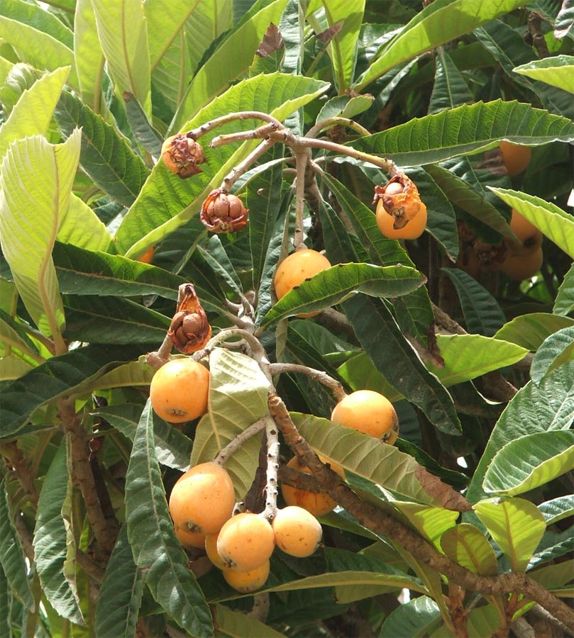 Image of Eriobotrya japonica specimen.