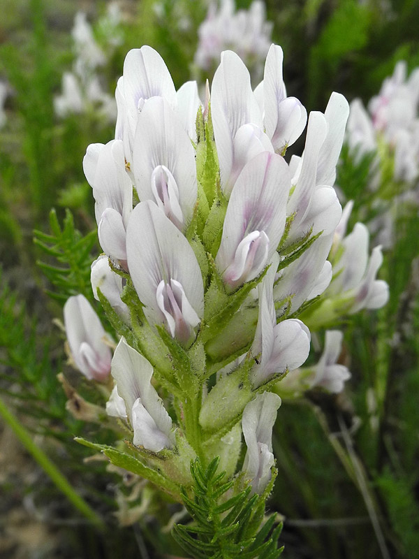 Изображение особи Oxytropis muricata.