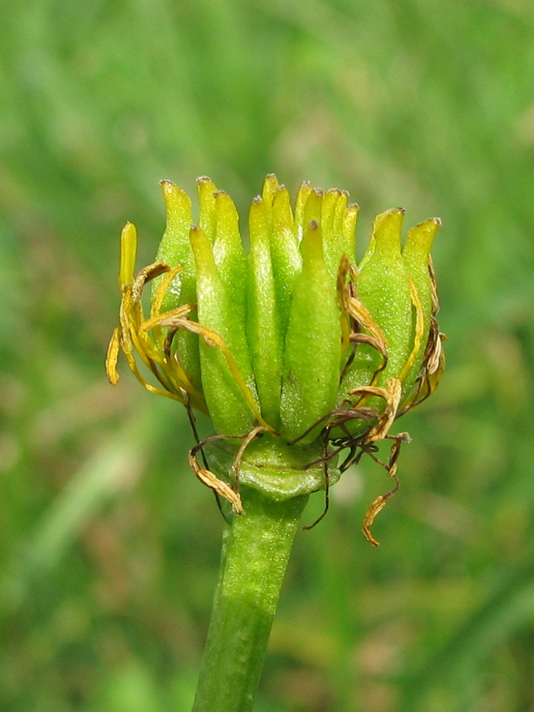 Image of Caltha palustris specimen.