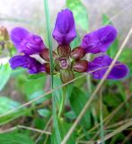 Prunella grandiflora. Соцветие. Хорватия, Лика-Сень, Национальный парк «Плитвицкие озёра», берег озера, у воды. 05.09.2012.