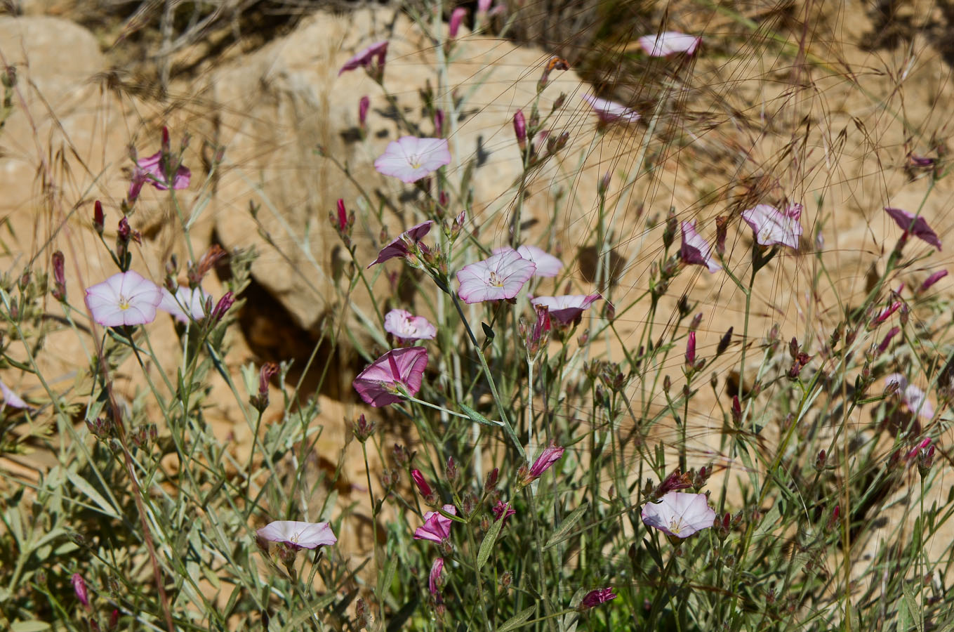 Image of Convolvulus oleifolius specimen.