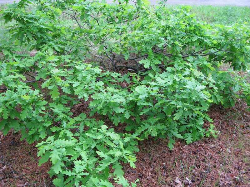 Image of Quercus robur specimen.