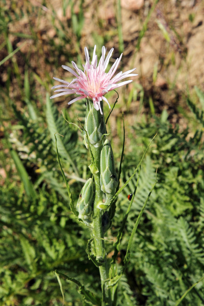 Image of Scorzonera tragopogonoides specimen.