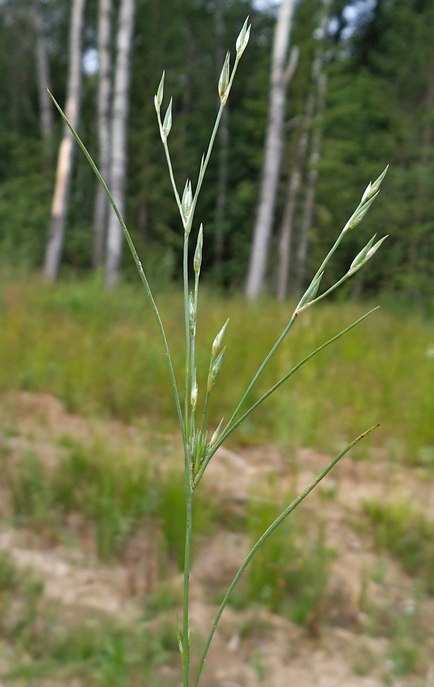 Изображение особи Juncus bufonius.