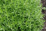 Gratiola officinalis