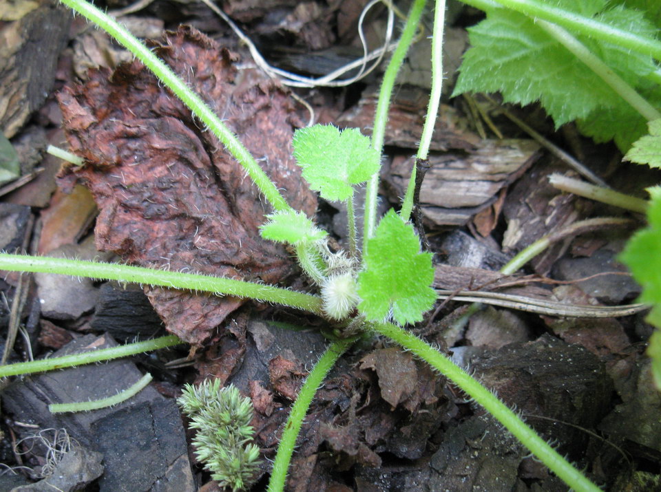 Изображение особи Tolmiea menziesii.