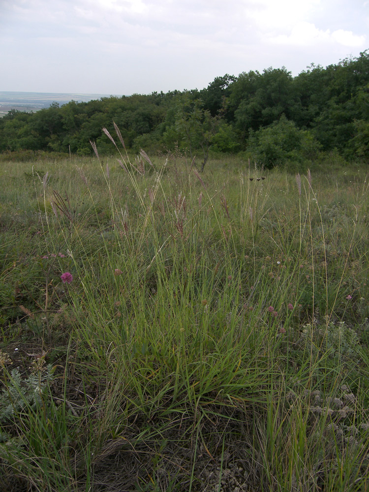 Image of Bothriochloa ischaemum specimen.