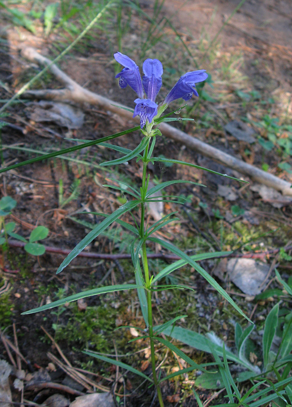 Image of Dracocephalum ruyschiana specimen.