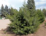 Juniperus virginiana. Растение с незрелыми шишкоягодами. Украина, Запорожская обл., Гуляйпольский р-н, г. Гуляйполе, возле автостанции. 24.08.2013.