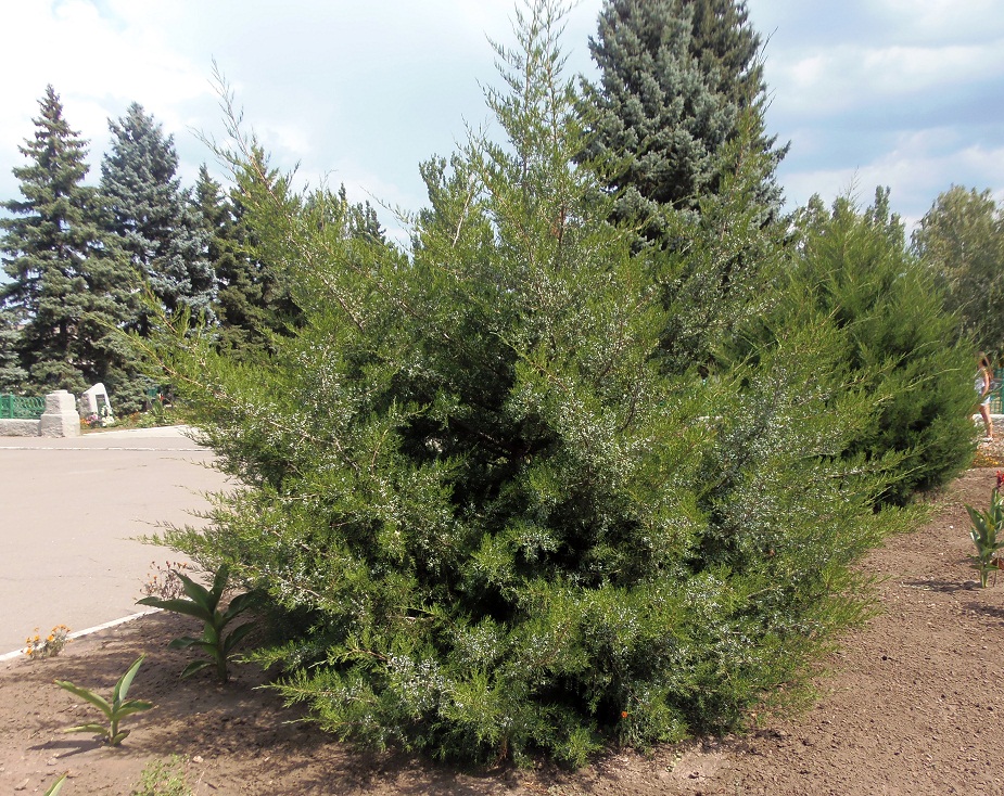 Изображение особи Juniperus virginiana.