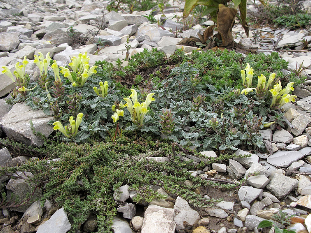 Image of Scutellaria novorossica specimen.