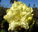 Rhododendron aureum. Верхушка соцветия. Хабаровский край, Ванинский р-н, окр. пос. Высокогорный. 05.06.2013.