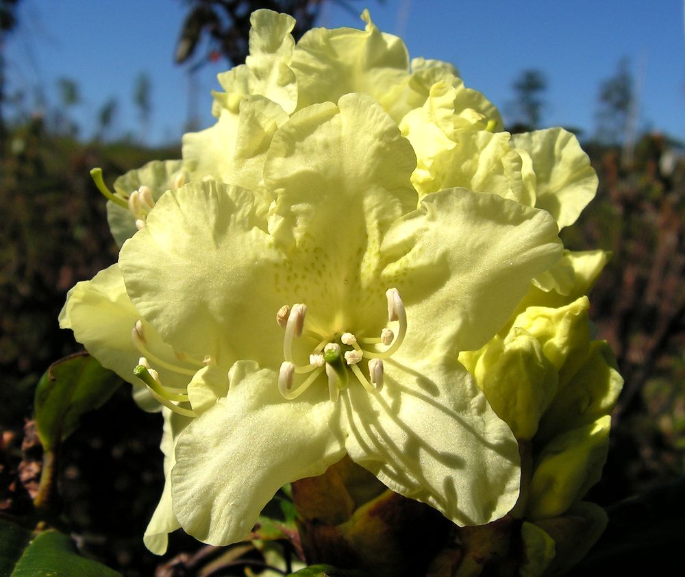 Image of Rhododendron aureum specimen.