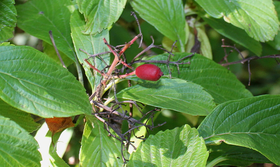 Изображение особи Viburnum sieboldii.