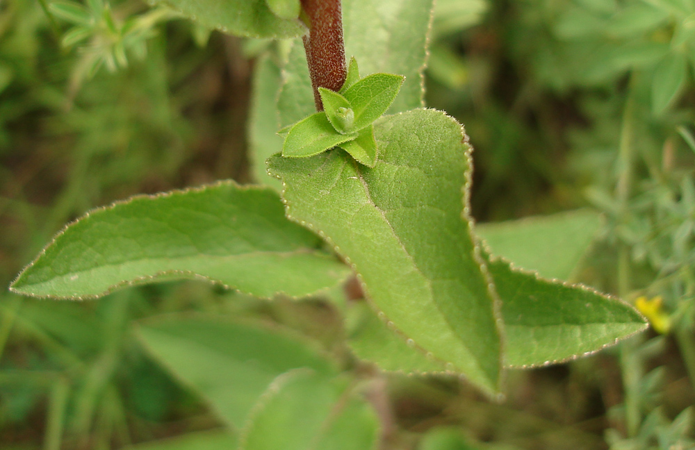 Image of Campanula bononiensis specimen.