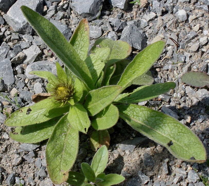 Изображение особи Inula orientalis.