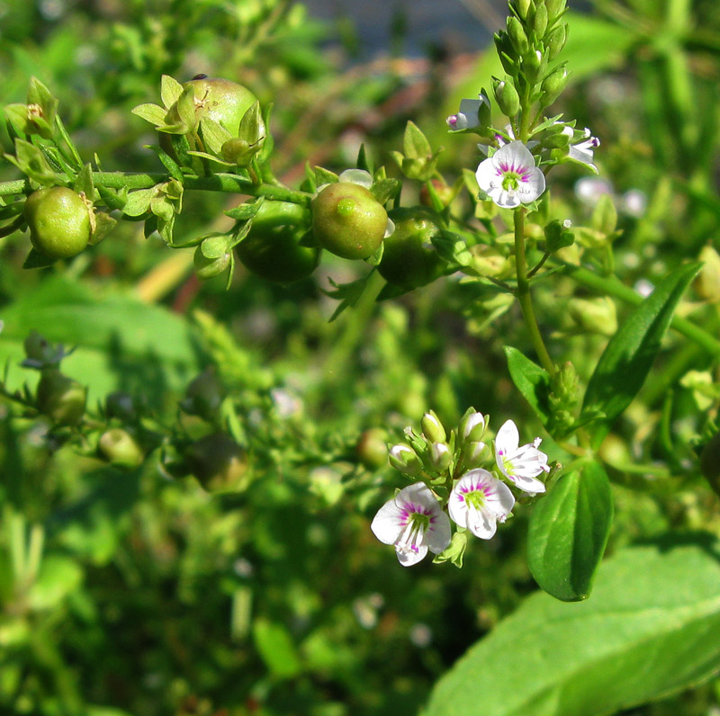 Изображение особи Veronica anagallis-aquatica.