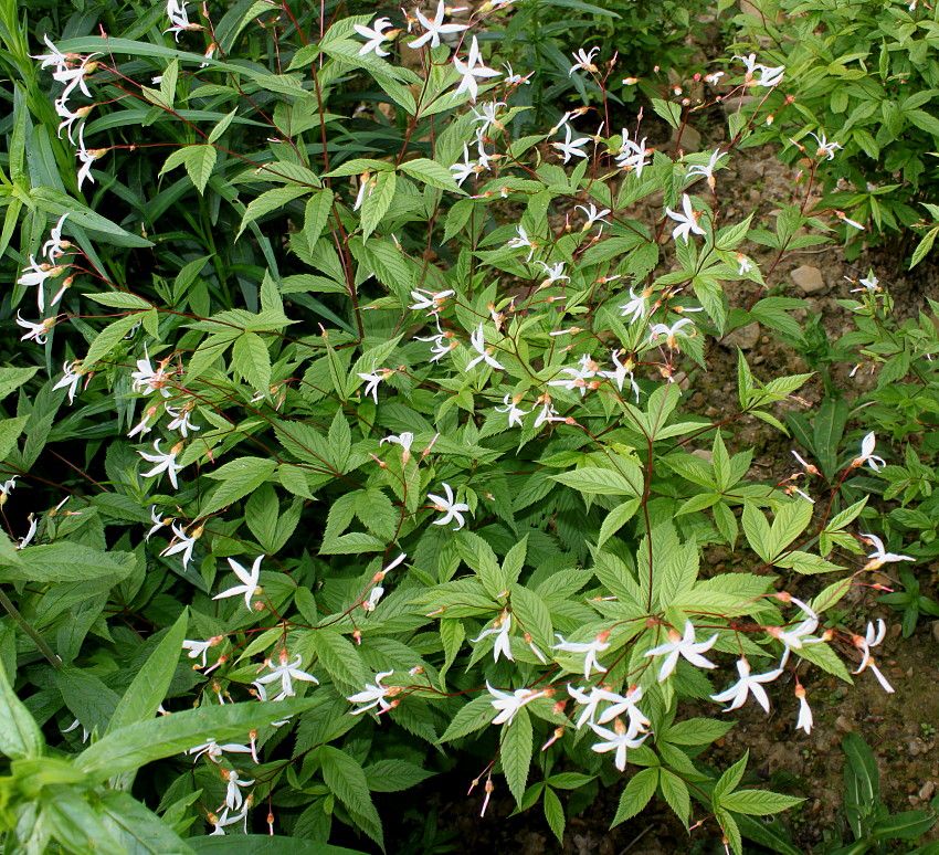 Image of Gillenia trifoliata specimen.