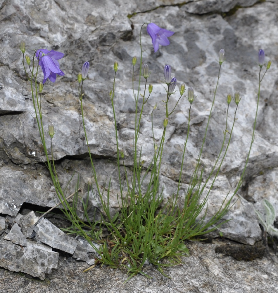 Изображение особи Campanula rotundifolia.