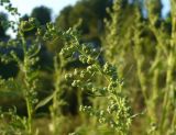 Chenopodium album