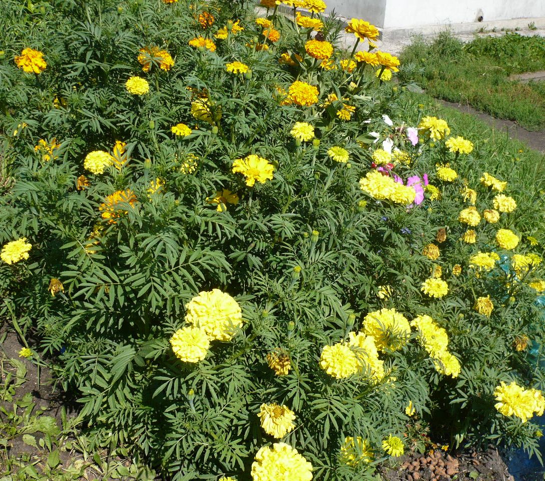 Image of Tagetes erecta specimen.