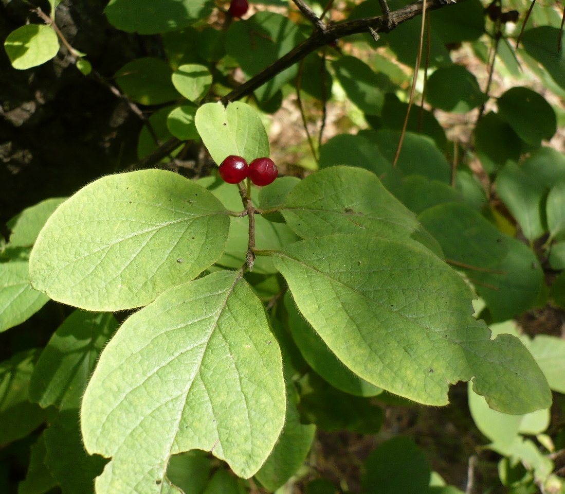 Изображение особи Lonicera xylosteum.