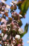 Atriplex hortensis. Верхушка соплодия с невызревшими плодами. Германия, г. Дюссельдорф, Ботанический сад университета. 03.07.2014.