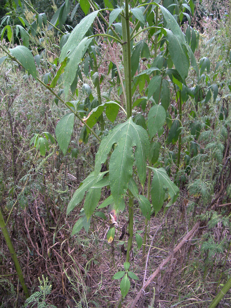 Image of Ambrosia trifida specimen.