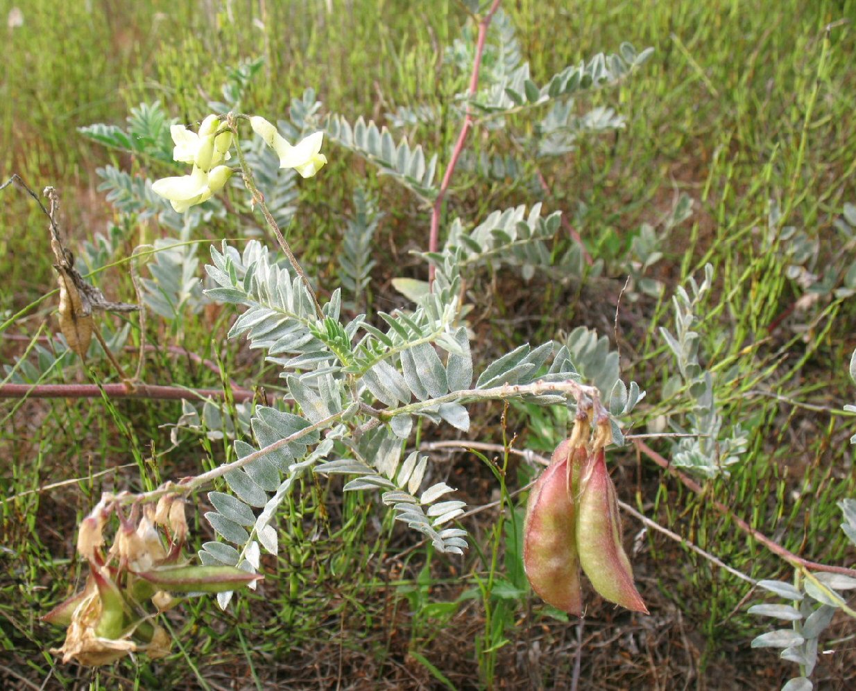 Image of Astragalus sericeocanus specimen.