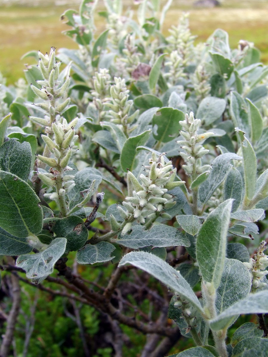 Image of Salix glauca specimen.