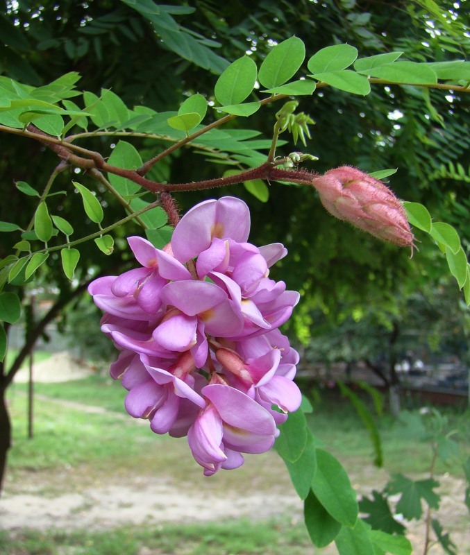 Image of Robinia viscosa specimen.