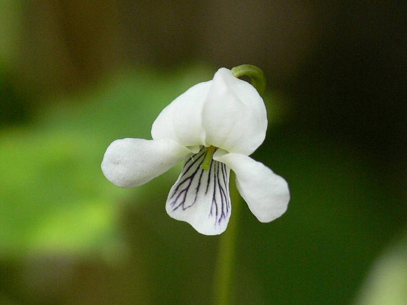 Image of Viola hultenii specimen.