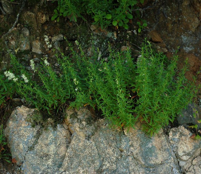 Image of Silene foliosa specimen.