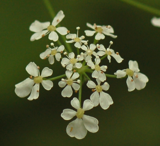 Изображение особи Anthriscus sylvestris.