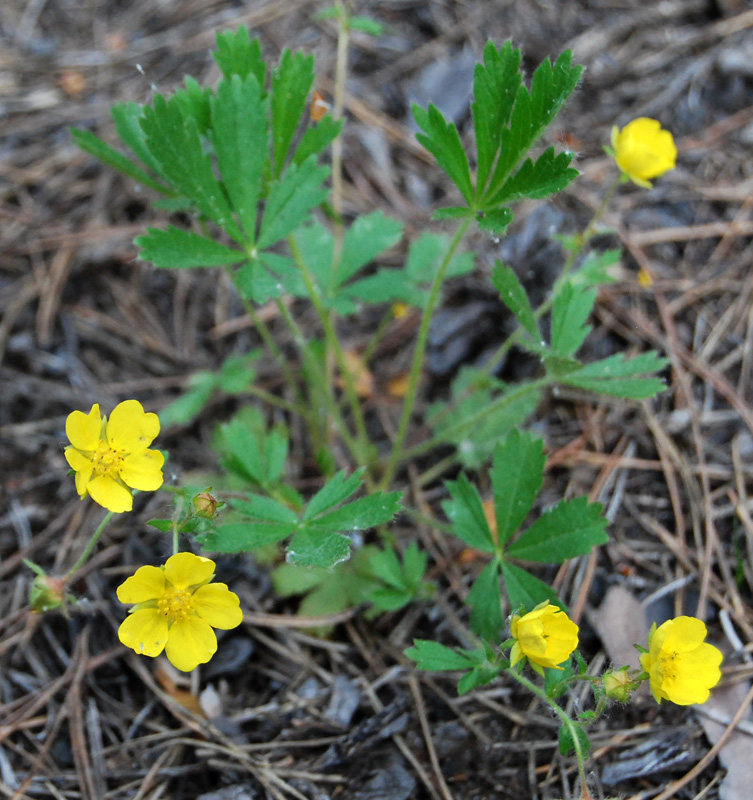 Изображение особи Potentilla humifusa.