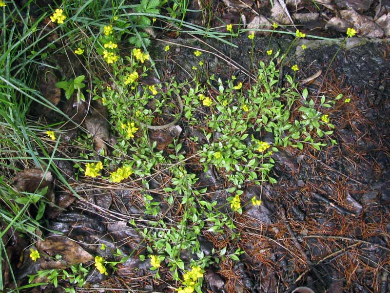 Image of Draba sibirica specimen.